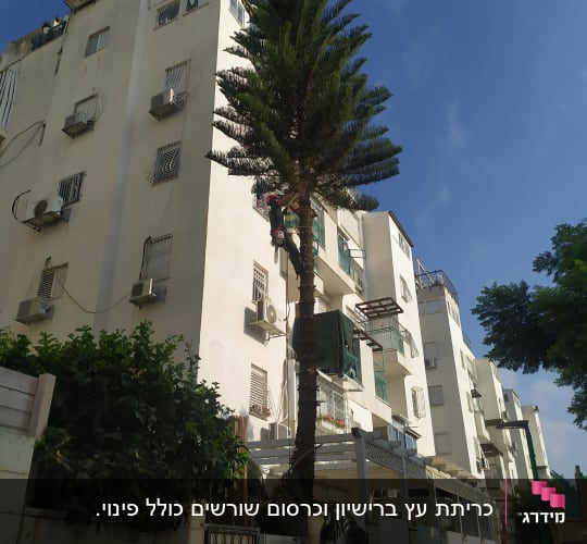 אדם גוזם עץ גבוה עם ציוד טיפוס